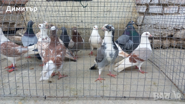 Продавам гълъби Пощенски  , снимка 6 - Гълъби - 53144100