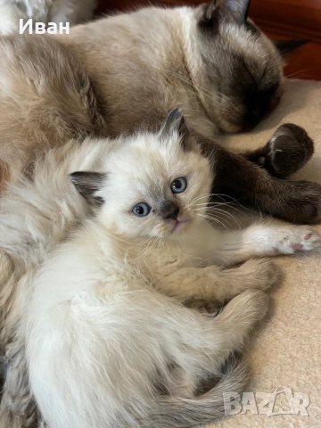 Породисто котенце