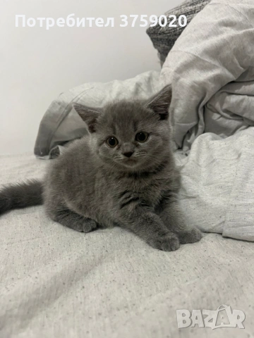 Британска късокосместа, снимка 6 - Британска късокосместа - 53825984