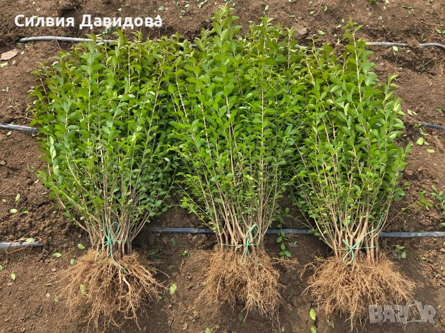 Лигуструм за жив плет на гол корен , снимка 4 - Градински цветя и растения - 53730127