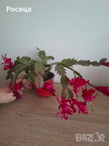 коледничета 