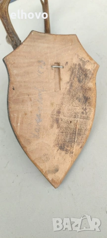 Еленови рога с череп#4, снимка 3 - Антикварни и старинни предмети - 46081780