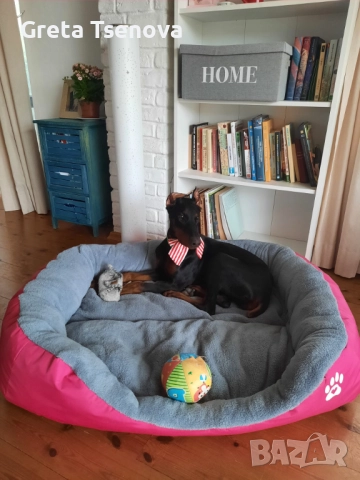 Чистокръвни доберманчета, снимка 11 - Доберман - 52678560