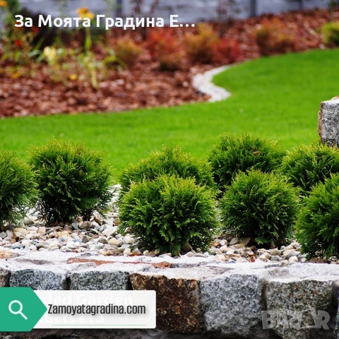 Туя Голд Даника , снимка 11 - Градински цветя и растения - 53634387