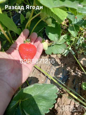 Разсад целогодишни ягоди, снимка 3 - Разсади - 53586828