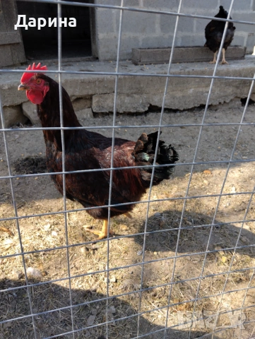 Катунски петли на 5 месеца., снимка 7 - Кокошки и пуйки - 53838725