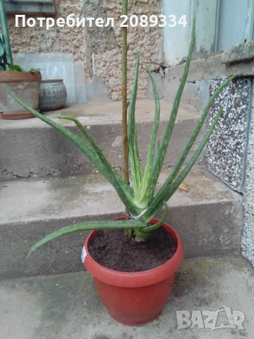 Алое Вера, снимка 4 - Стайни растения - 52438511