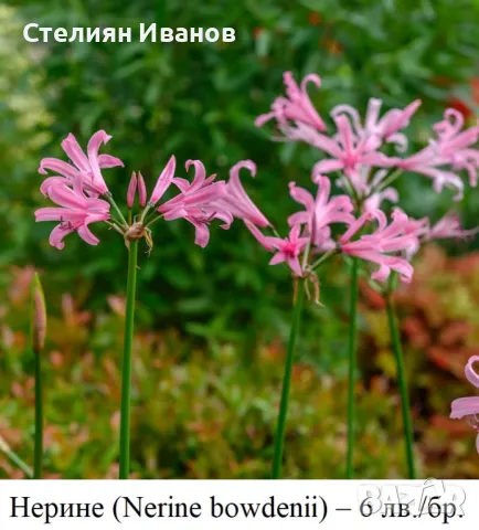 Нерине (Nerine) - луковици, снимка 2 - Сортови семена и луковици - 49326823