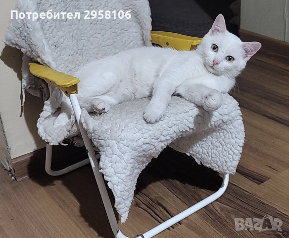 коте, снежно бяло момче, 8 мес.