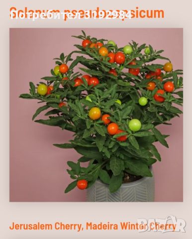 Коледна череша Solanum Йерусалимска череша, снимка 1 - Стайни растения - 46215292