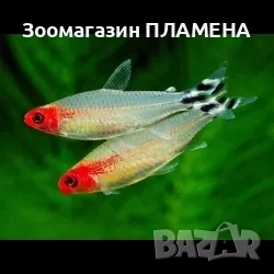 Ново зареждане на видове риби , снимка 6 - Рибки - 53468418