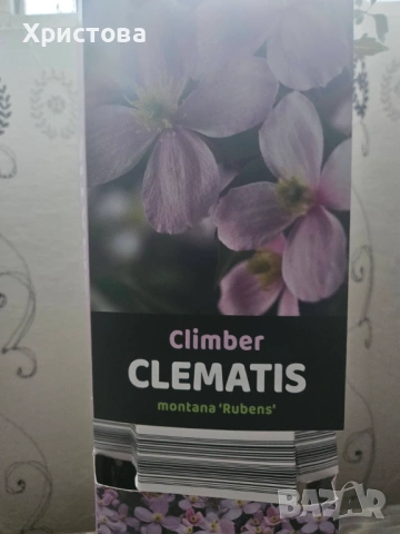 Клематис три цвята, снимка 6 - Градински цветя и растения - 53821006