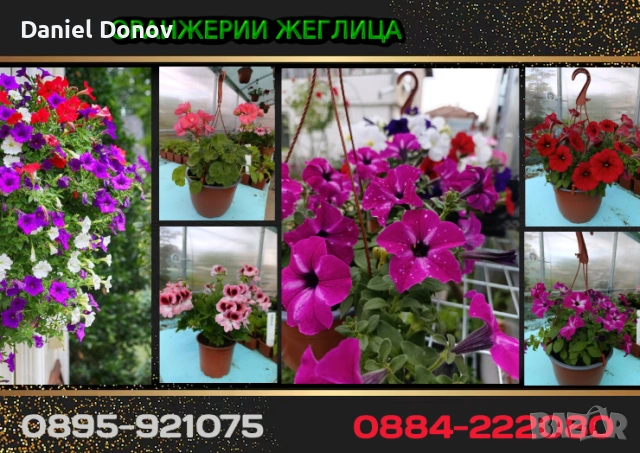 МАЛИНОВ ГИГАНТ + още над 150 сорта домати, снимка 6 - Разсади - 53760174