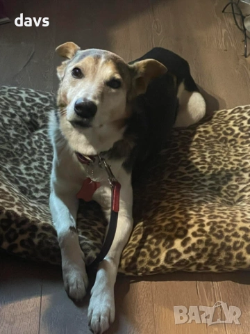 Добродушен Mладеж Tърси Дом, снимка 6 - Други - 53994566