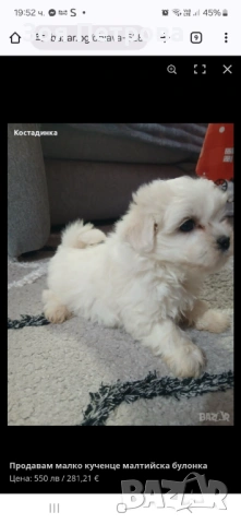 Продавам малтийска болонка