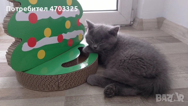 Британско късокосместо коте (м), снимка 3 - Британска късокосместа - 53034018