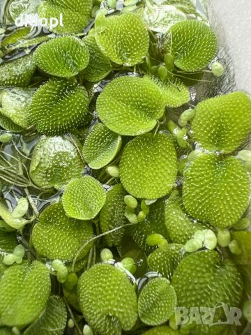 Растения за аквариум, снимка 3 - Аквариуми - 45299493