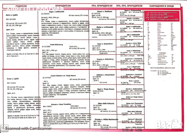 Развъдник”Georgiev Nouse”продава чистокръвна немска овчарка-женска за разплод, снимка 10 - Немска овчарка - 48428873