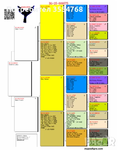 Продавам спортни гълъби , снимка 10 - Гълъби - 50760807
