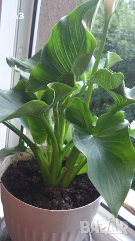 Продавам Цветя Кала за дома - големи, снимка 4 - Разсади - 36583992