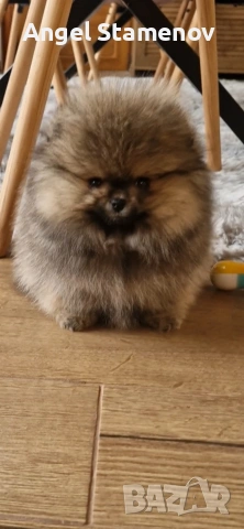 Померан,мини момченце с родословие!, снимка 6 - Померан - 53208827