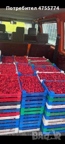 Разсад Ядоги и Малини, снимка 7 - Разсади - 53718503