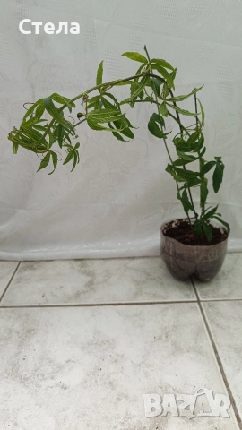 Пасифлора, бял Бенджамин, Сансевиера, мексиканска мента, Копривка , снимка 11 - Градински цветя и растения - 51170707