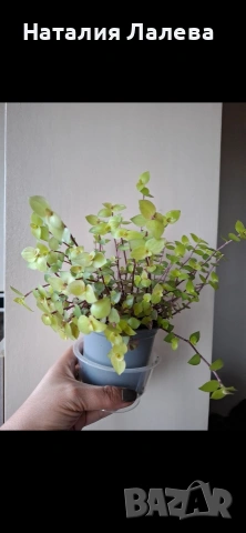 Традесканция/кализия, callisia repens Gold