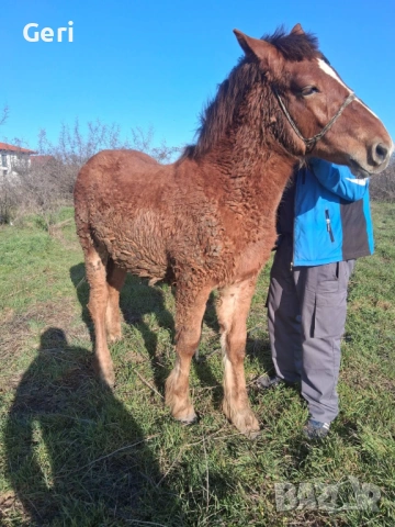Продавам мъжко конче, снимка 2 - Коне - 53989931