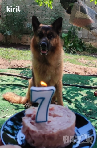 Хотел за кучета - Игри на воля , снимка 16 - Други услуги - 52645884