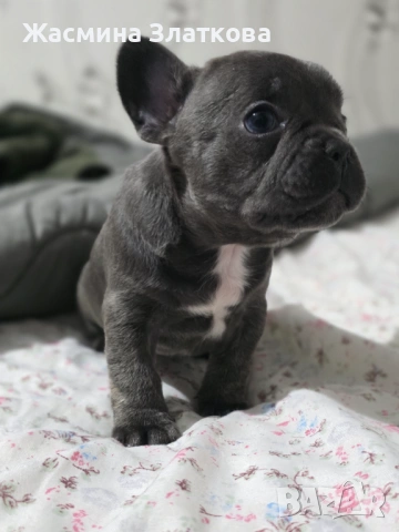 Френски булдочета