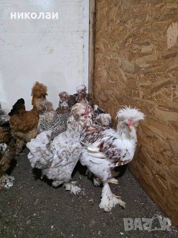 Продавам оплодени яйца от струмски стандарт, снимка 7 - други­ - 53832836