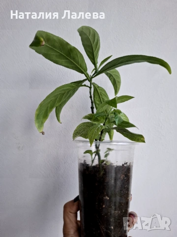 Порфирокома, porphyrocoma, снимка 2 - Стайни растения - 53702216