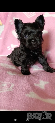 Мини Йоркширски териер момче, снимка 7 - Йоркширски териер - 53621869