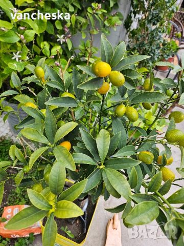 кумкуат, лимони и др. , снимка 3 - Градински цветя и растения - 45370807