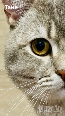 Коте с британски произход 