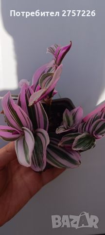 Tradescantia Nanouk, снимка 1 - Стайни растения - 44743776