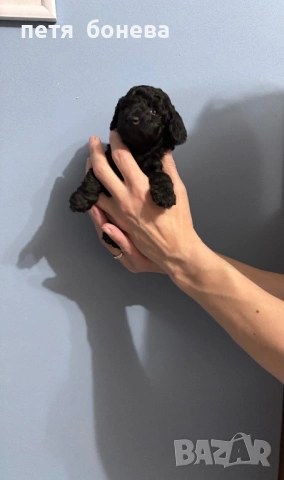 Мини пуделчета, снимка 2 - Пудели - 54258978