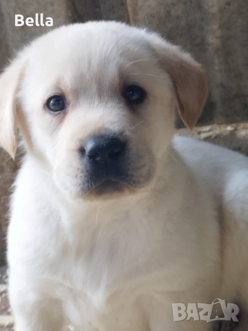 Лабрадор ретривър 