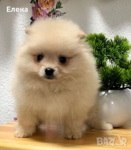 Померанче, снимка 6 - Померан - 52392869