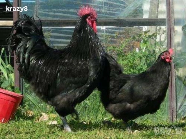 Яйца от черен Австралорп 1€