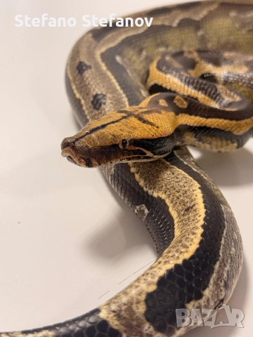 късоопашат питон