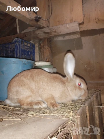 Продавам зайци, снимка 8 - Други - 50753326