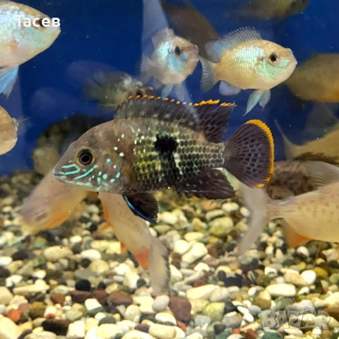 Ривулатус 6-7см, снимка 1