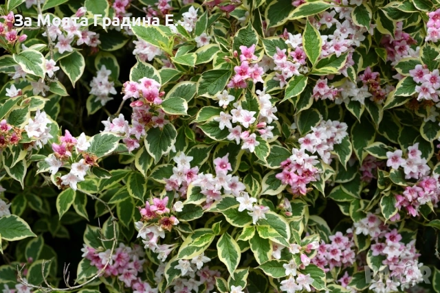 Вайгела 4 вида /цвята, снимка 5 - Градински цветя и растения - 53744272