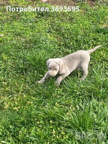 Ваймаранер мъжко, снимка 2 - Ваймаранер - 53964511