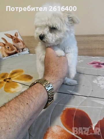 малтииска болонка, снимка 3 - Болонка - 53867803