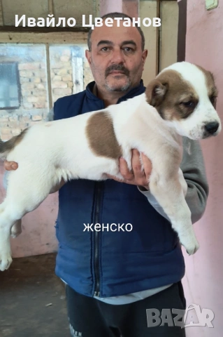 Алабай, снимка 4 - Алабай - 53384305