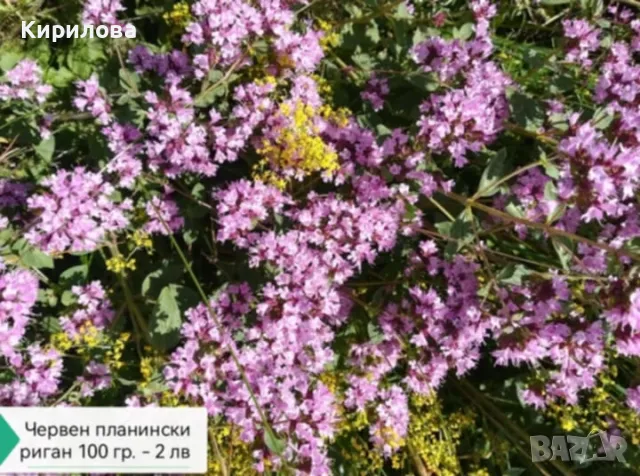 еньовче, снимка 6 - Други - 50226258