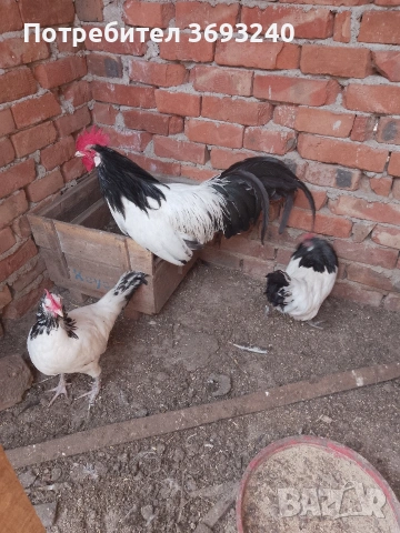 Продавам лакемфелдер от миналата година, лехорни Изабелова и червена 